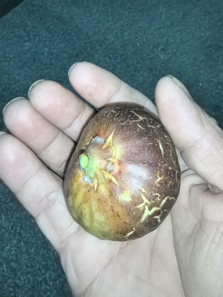 小果迷-种植爱好者交流互动平台