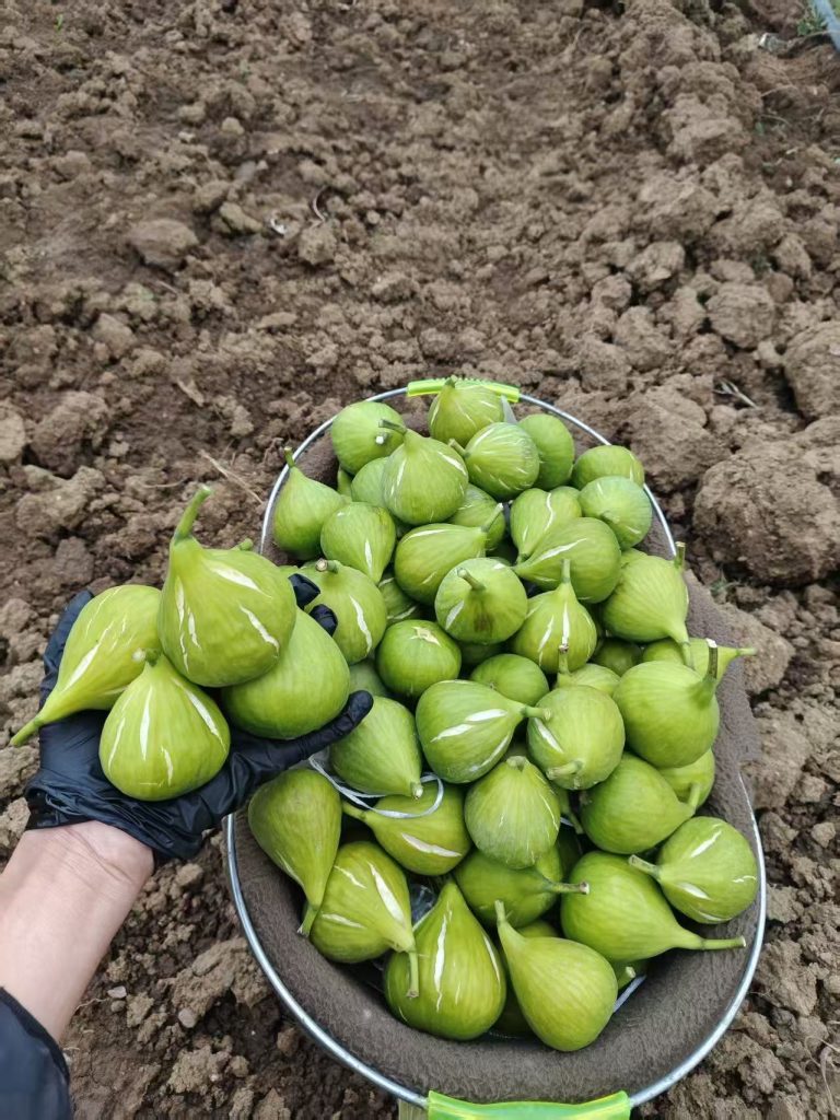 小果迷-种植爱好者交流互动平台