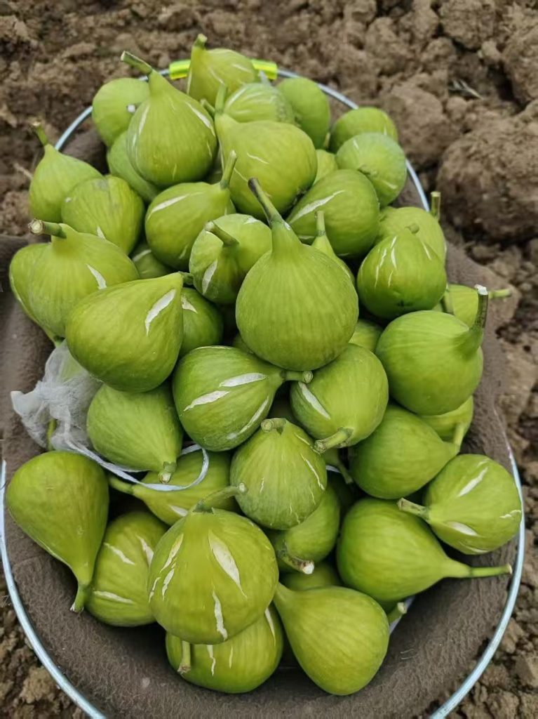 小果迷-种植爱好者交流互动平台