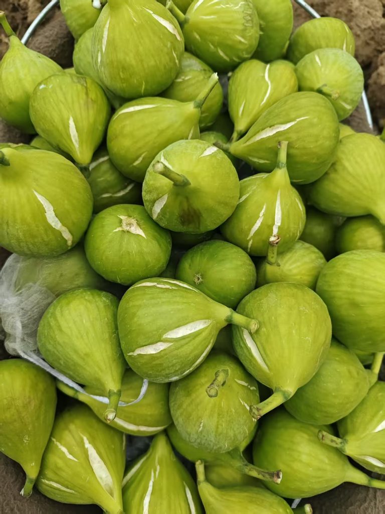 小果迷-种植爱好者交流互动平台