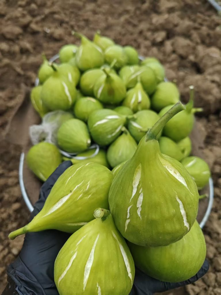 小果迷-种植爱好者交流互动平台