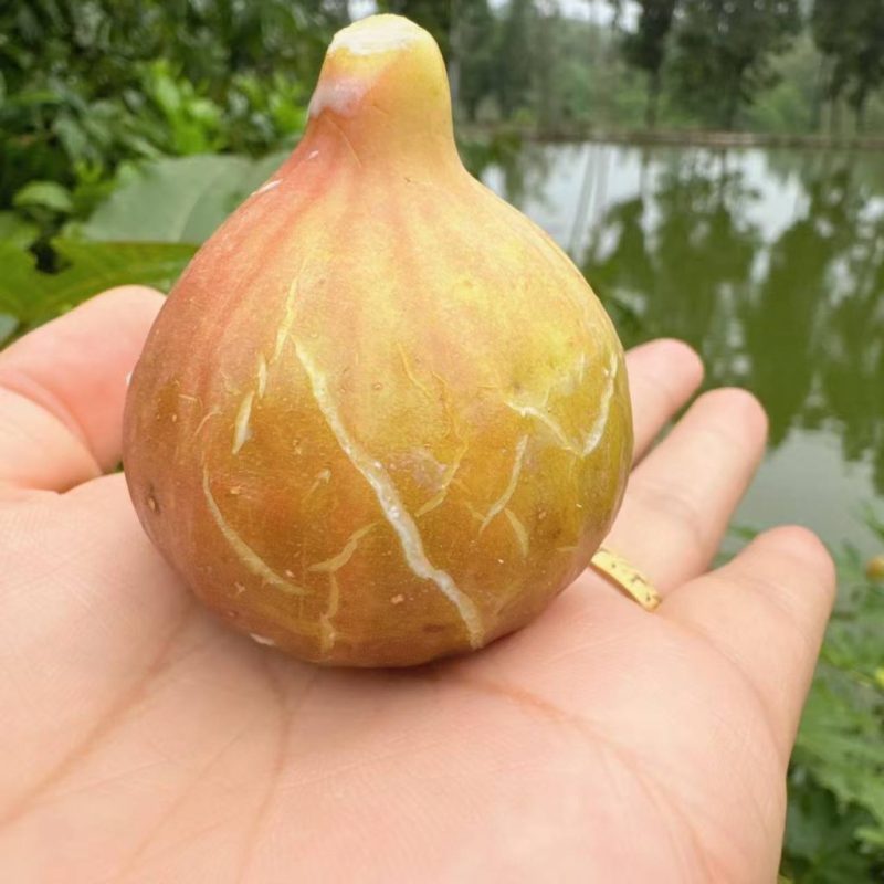 11.雨红/ 红博尔迪索/红布索   Bordissot Rossa（图片来自慧儿）-小果迷