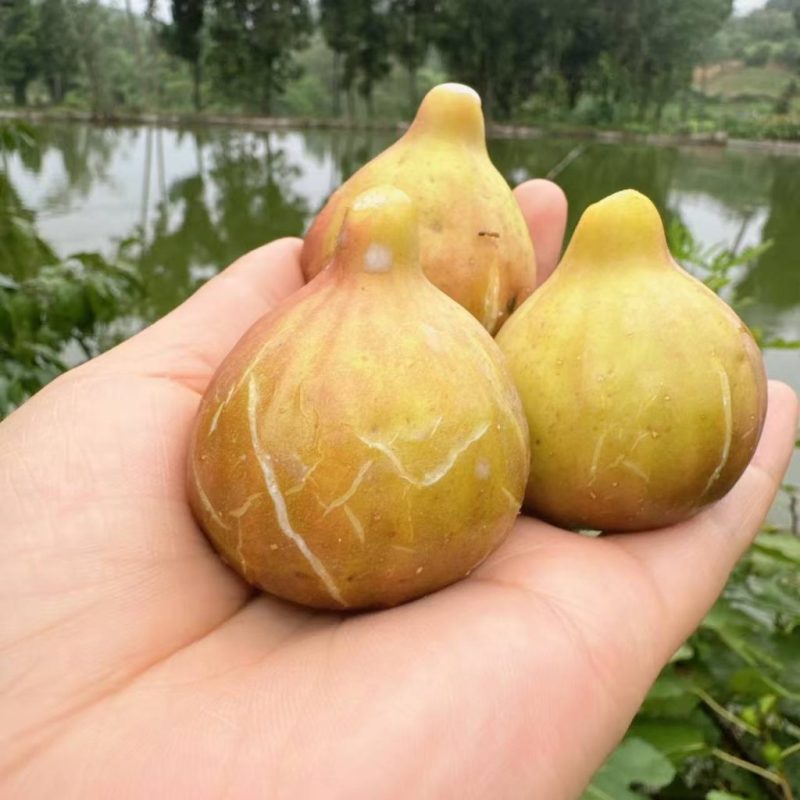 小果迷-种植爱好者交流互动平台