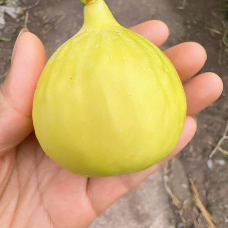 小果迷-种植爱好者交流互动平台