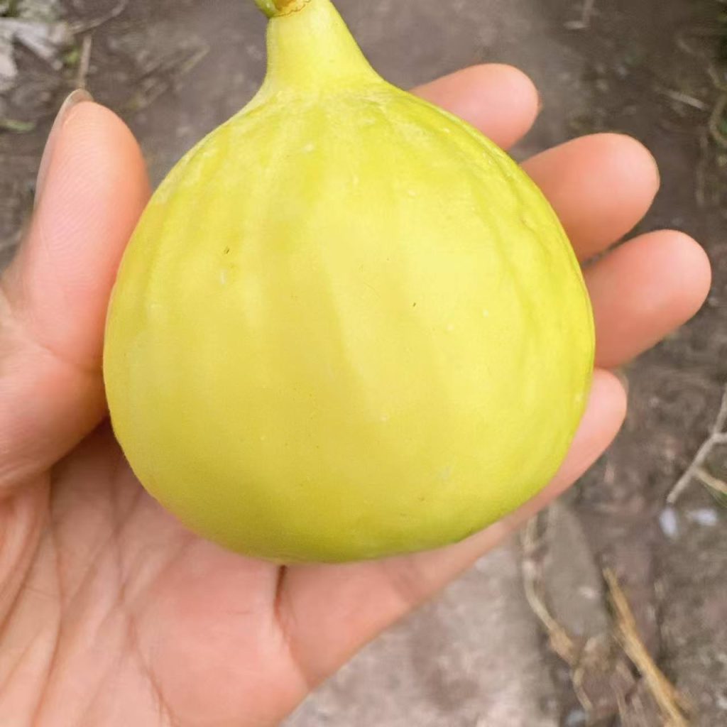 小果迷-种植爱好者交流互动平台