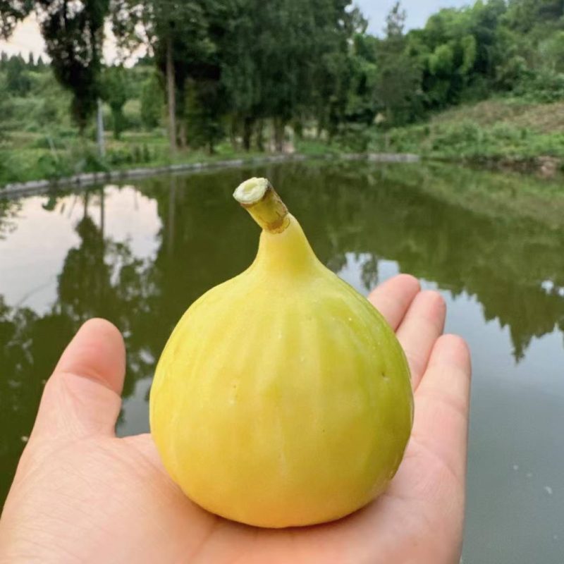 小果迷-种植爱好者交流互动平台