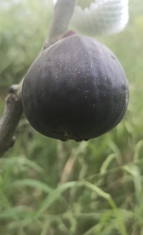 小果迷-种植爱好者交流互动平台