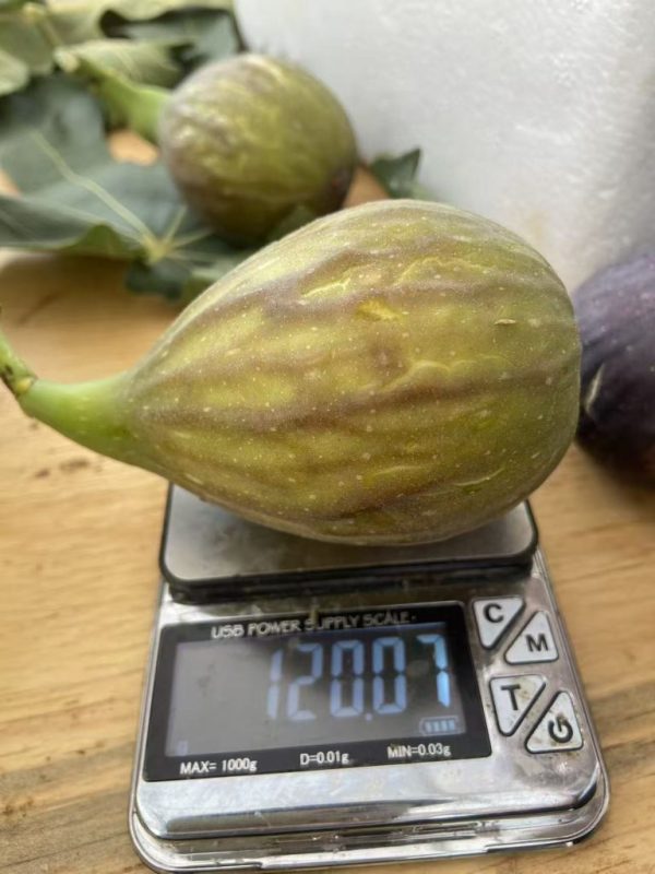 小果迷-种植爱好者交流互动平台