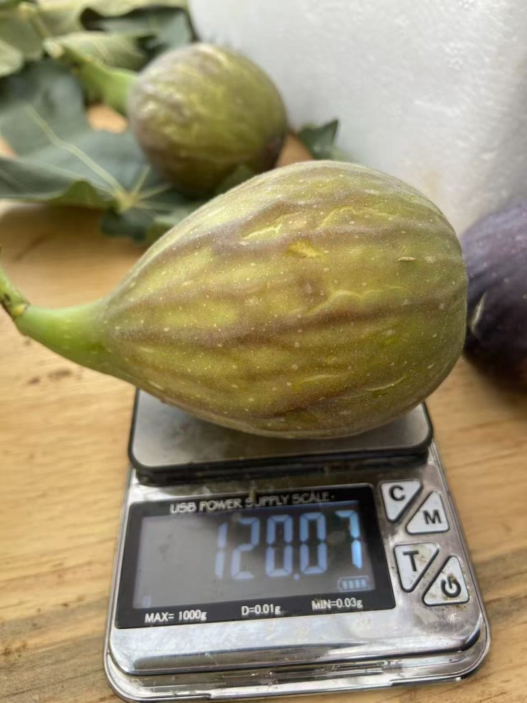 小果迷-种植爱好者交流互动平台