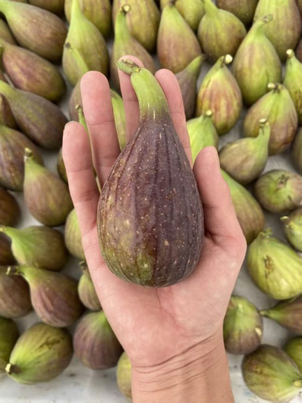 20.芭劳奈/香蕉/大芭    LdA/ Banane/Barone （图片来自安仔）-小果迷