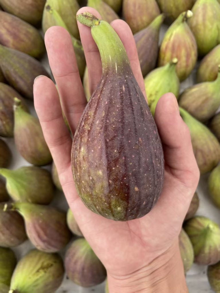 小果迷-种植爱好者交流互动平台