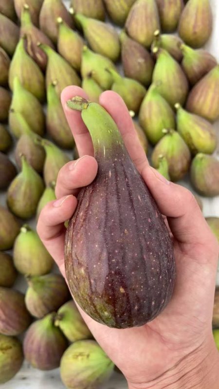 小果迷-种植爱好者交流互动平台