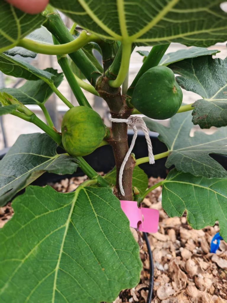 评论图片-小果迷