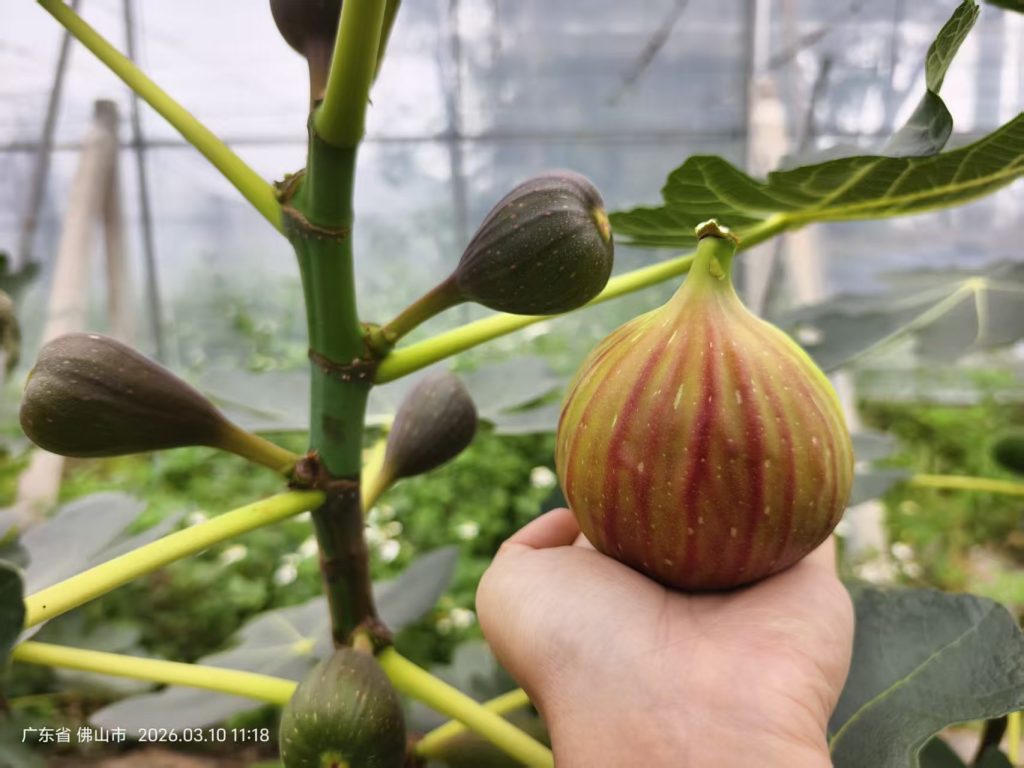 7.玛斯义陶芬/大玛 Masui Dauphine(Pollen Porter -徐小柠)-小果迷