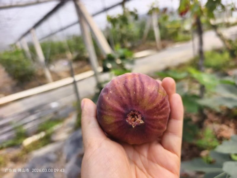 小果迷-种植爱好者交流互动平台