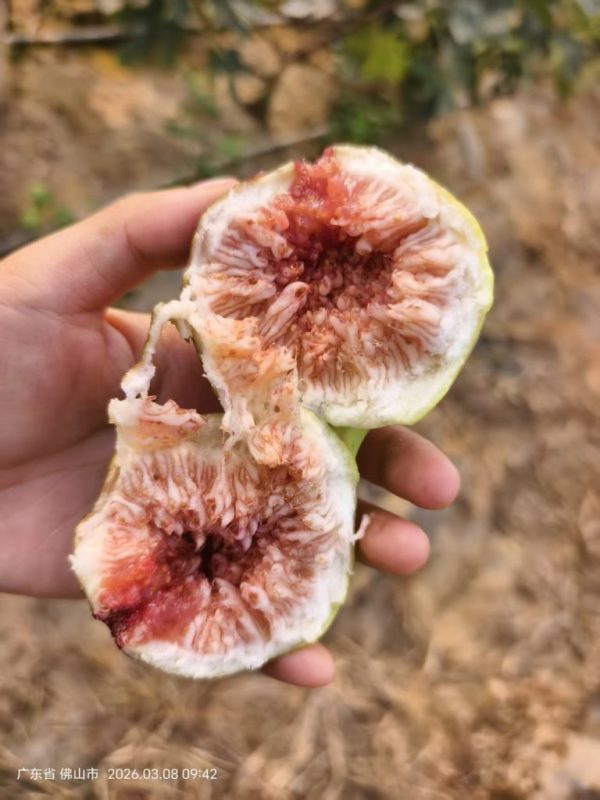 小果迷-种植爱好者交流互动平台