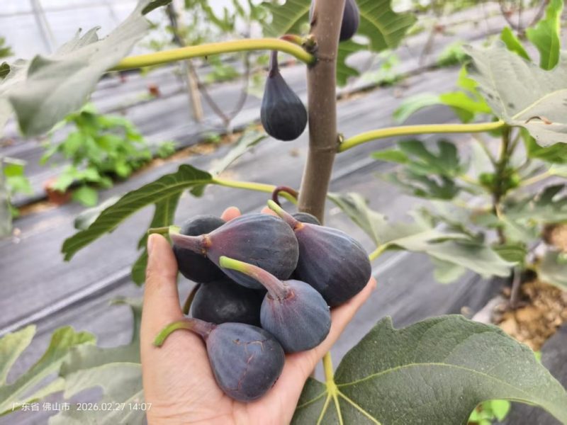 小果迷-种植爱好者交流互动平台