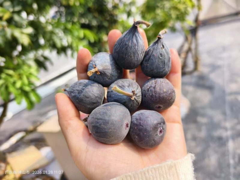 小果迷-种植爱好者交流互动平台