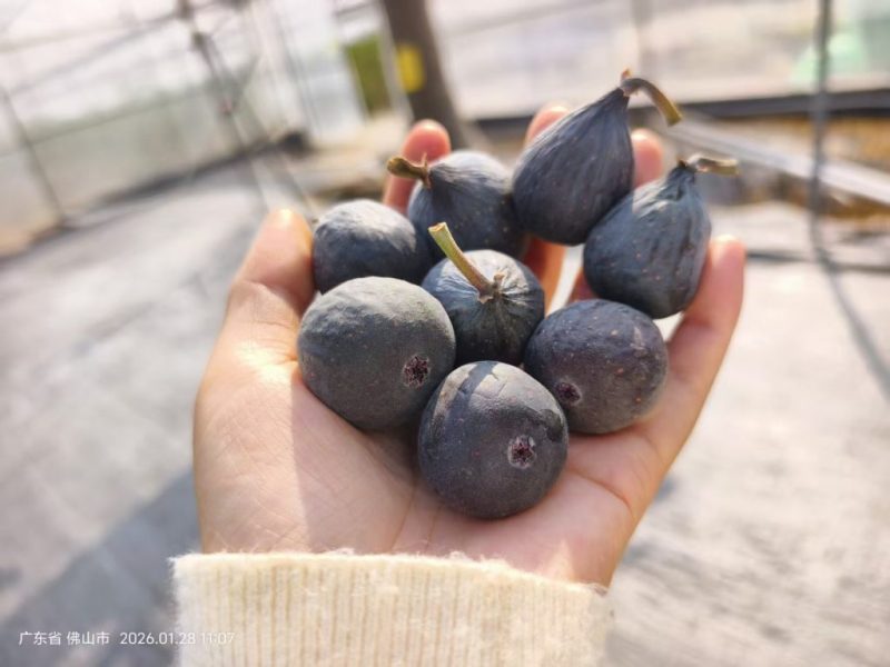 小果迷-种植爱好者交流互动平台
