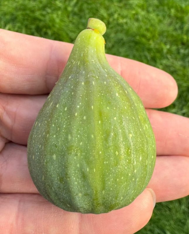 小果迷-种植爱好者交流互动平台