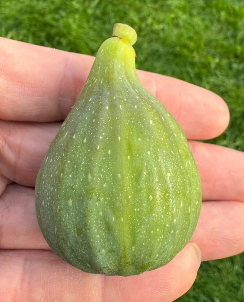 小果迷-种植爱好者交流互动平台