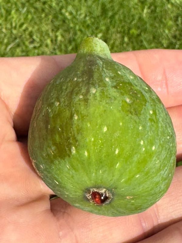 白色刷子 Bružetka Bijela/Bruzetka Bijela（喵喵）-小果迷