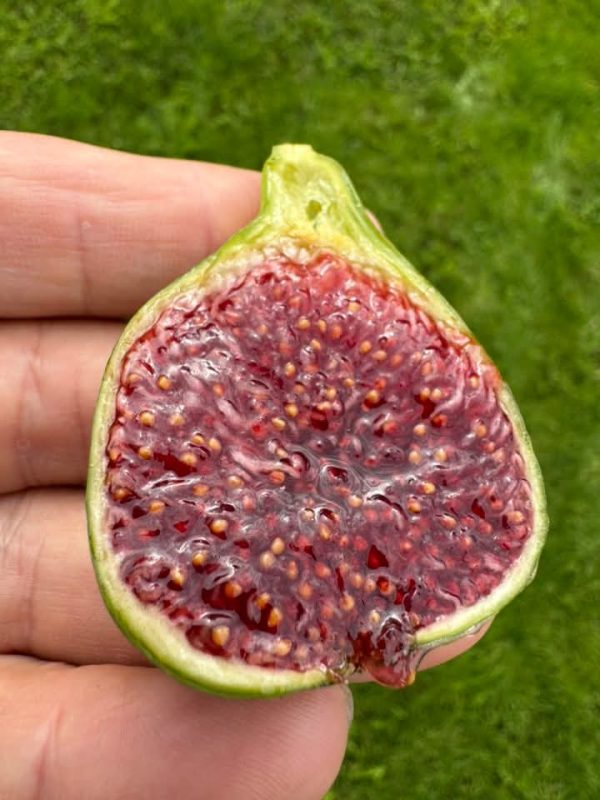 小果迷-种植爱好者交流互动平台