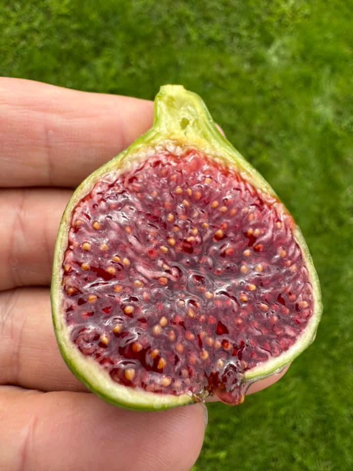 小果迷-种植爱好者交流互动平台