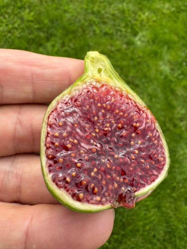 小果迷-种植爱好者交流互动平台