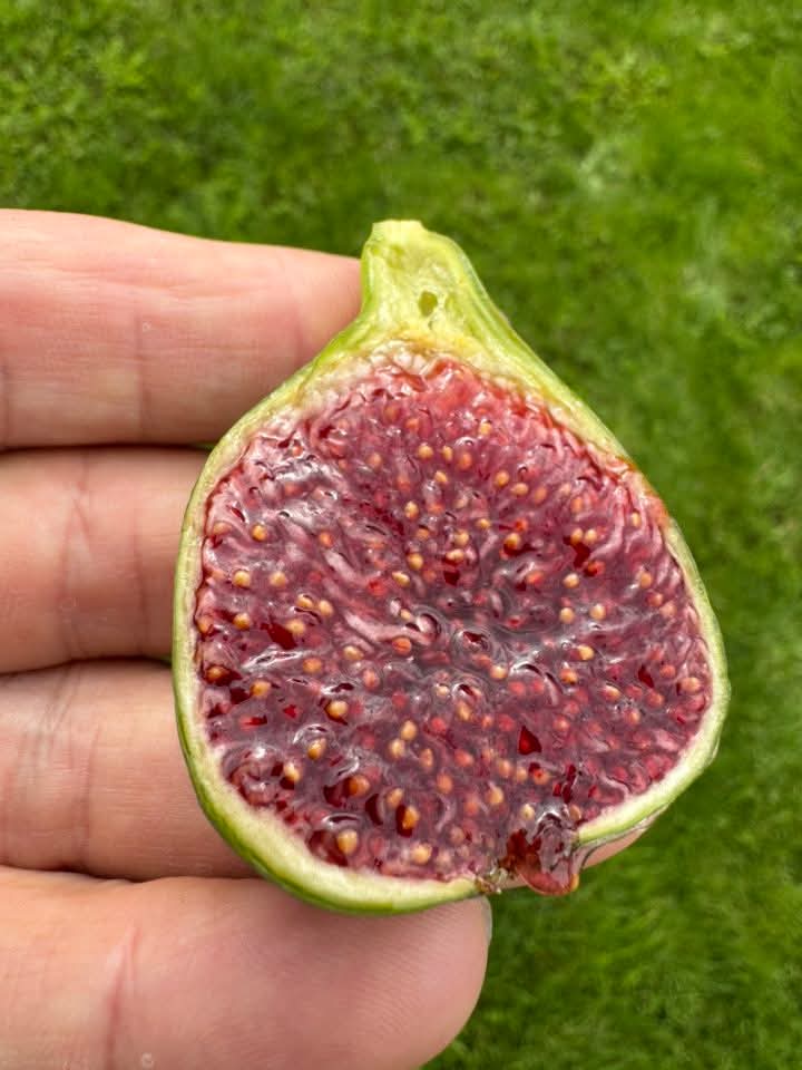 小果迷-种植爱好者交流互动平台