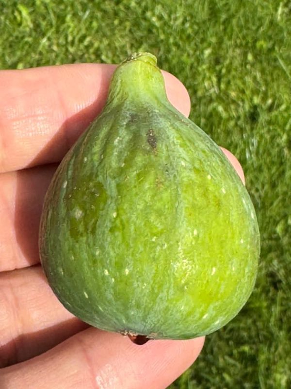 小果迷-种植爱好者交流互动平台