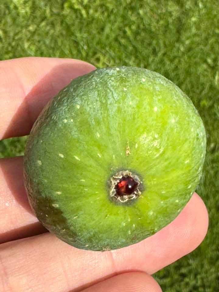 小果迷-种植爱好者交流互动平台