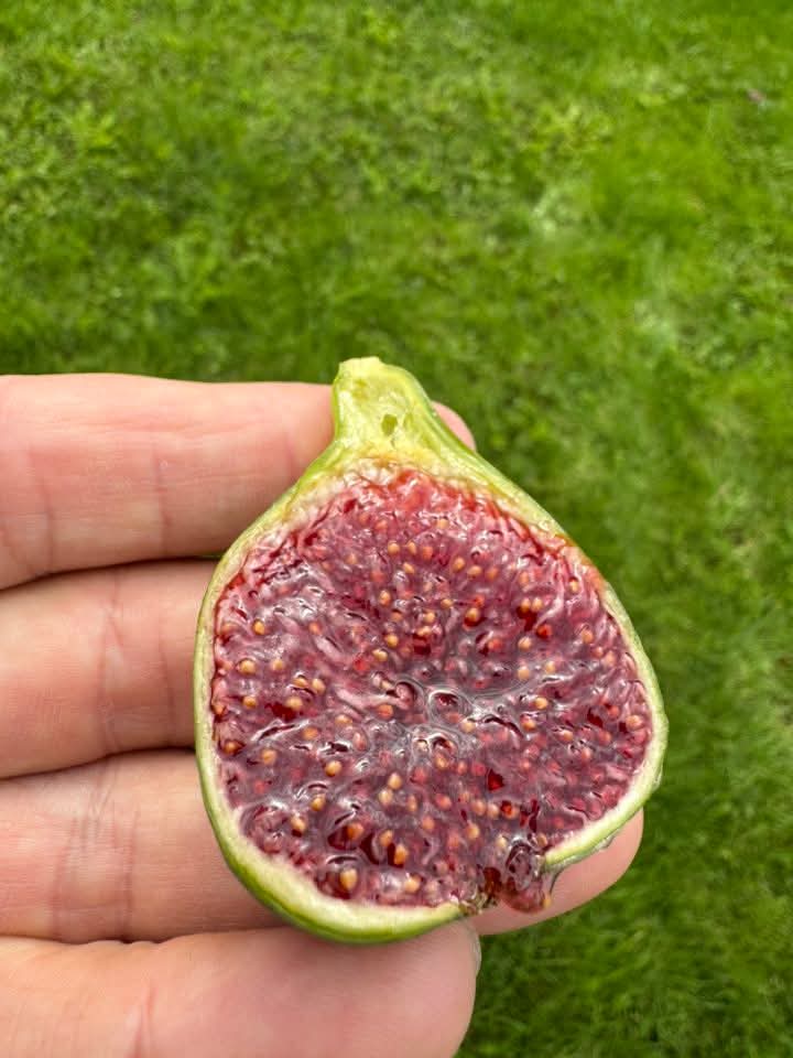 小果迷-种植爱好者交流互动平台