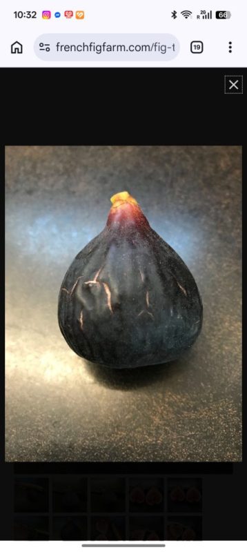 小果迷-种植爱好者交流互动平台