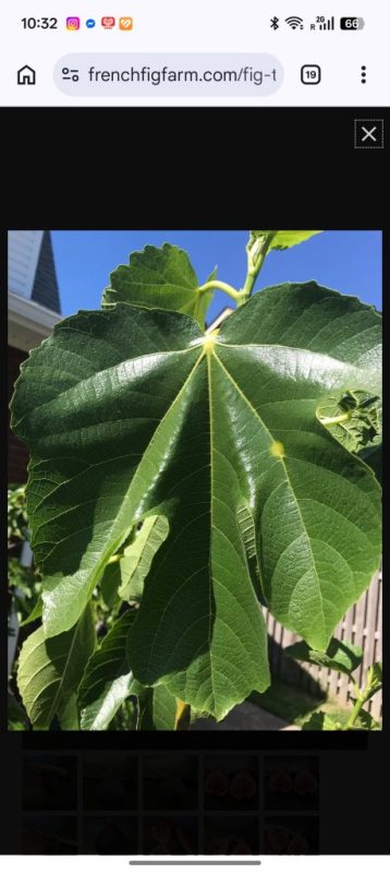 小果迷-种植爱好者交流互动平台