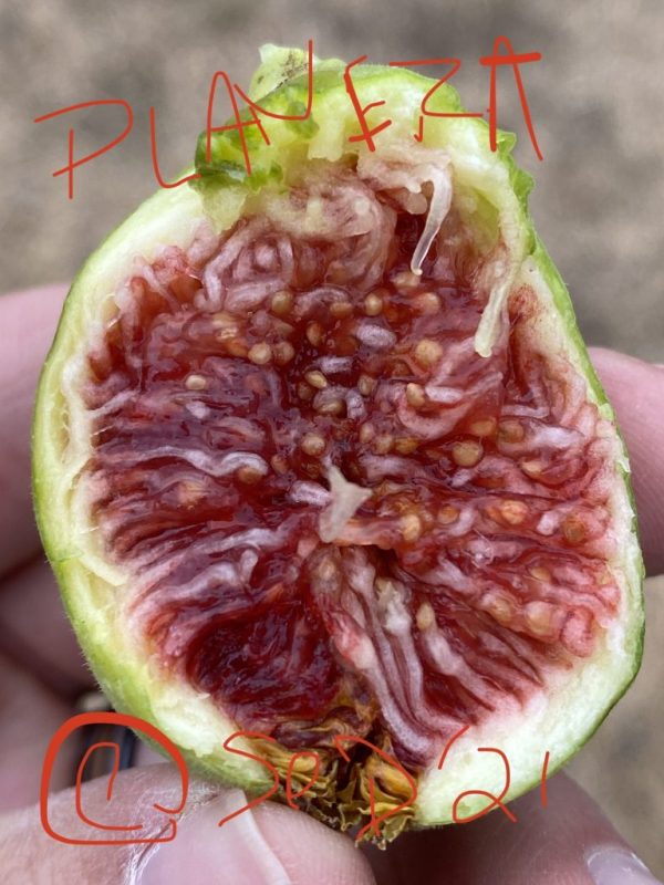 小果迷-种植爱好者交流互动平台