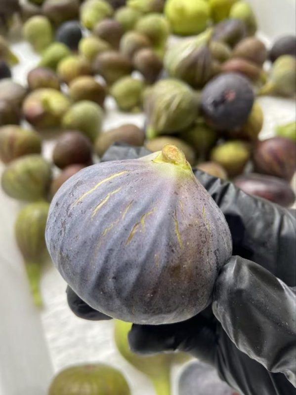 24.红美人     (封面照来自安仔)★推荐品种★-小果迷