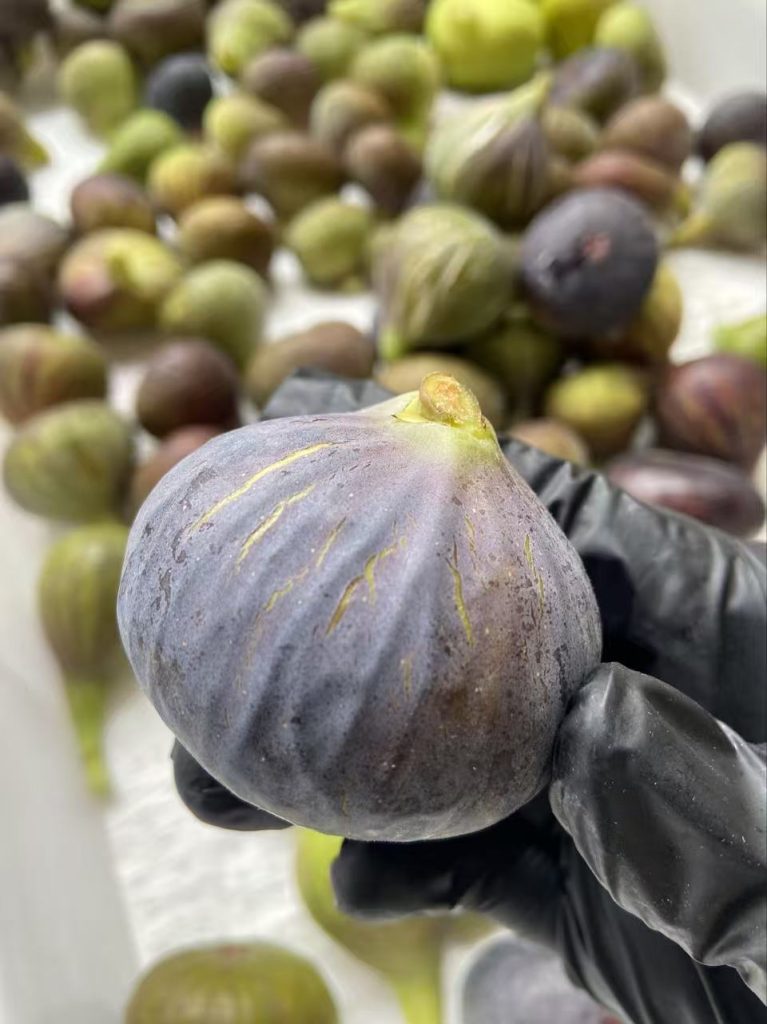 小果迷-种植爱好者交流互动平台