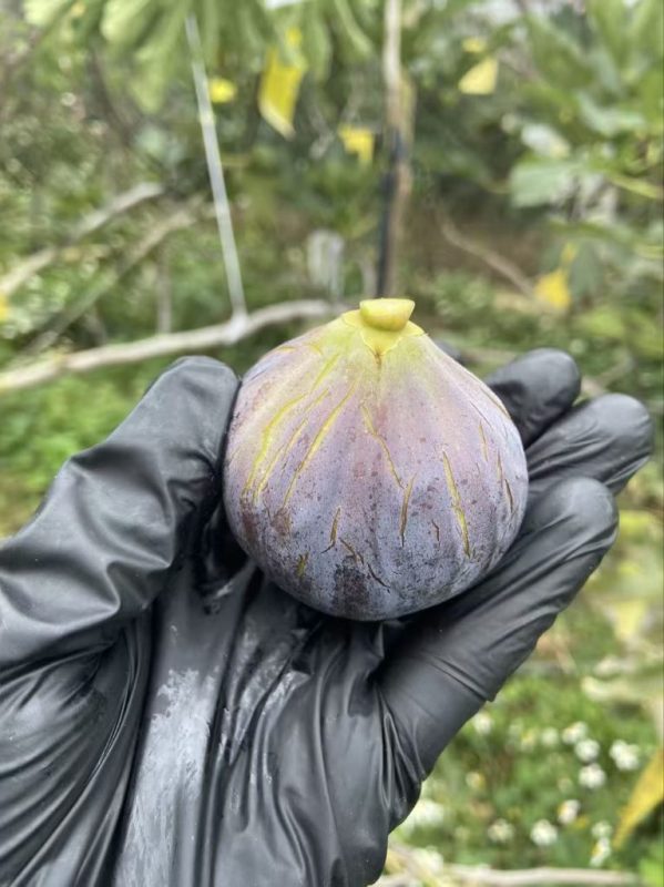 小果迷-种植爱好者交流互动平台