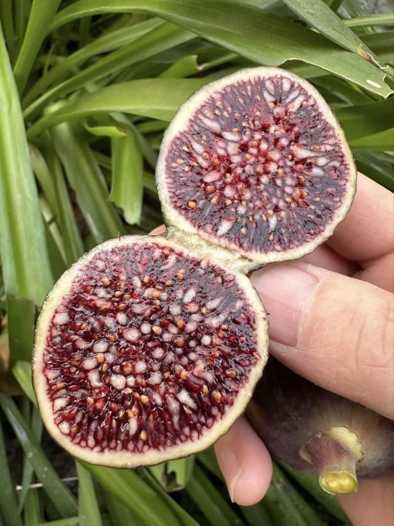 小果迷-种植爱好者交流互动平台