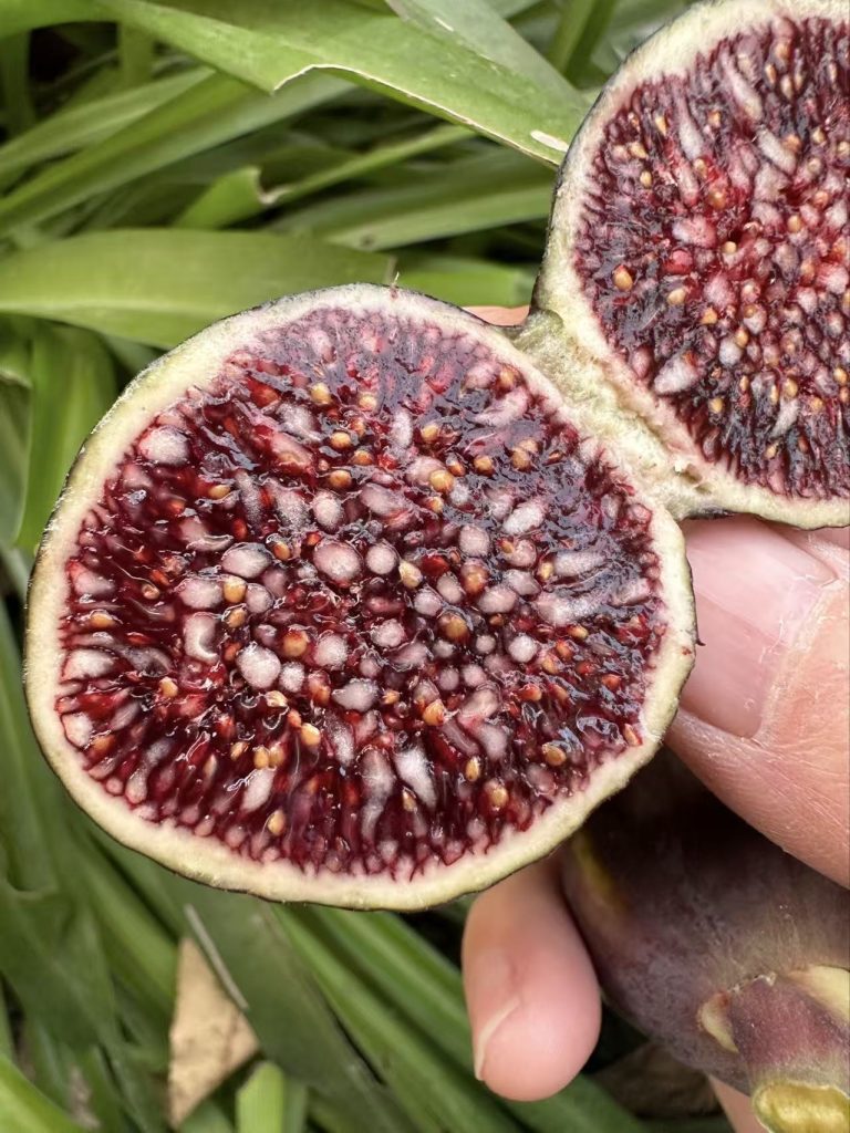 小果迷-种植爱好者交流互动平台