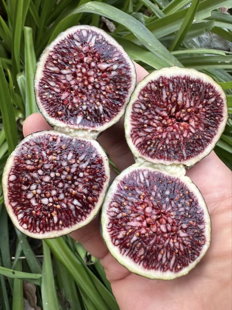 小果迷-种植爱好者交流互动平台