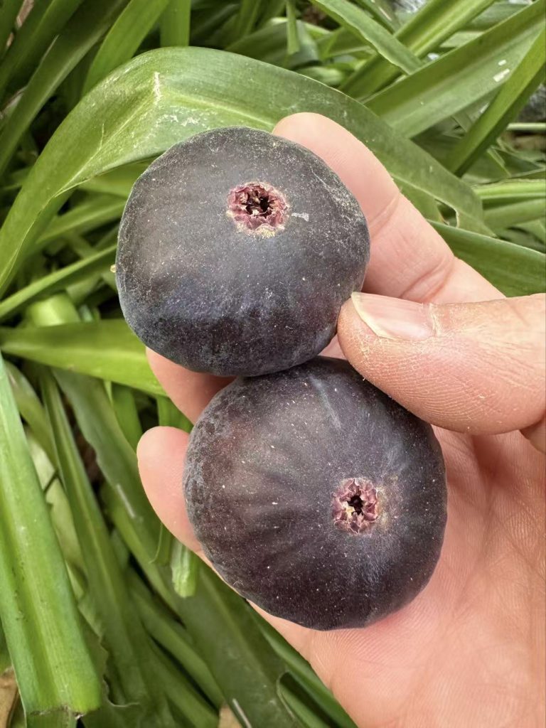 小果迷-种植爱好者交流互动平台