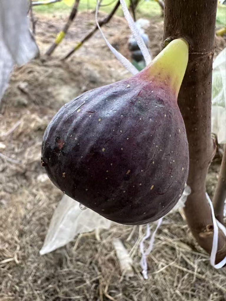 小果迷-种植爱好者交流互动平台