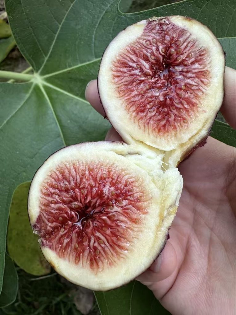 小果迷-种植爱好者交流互动平台