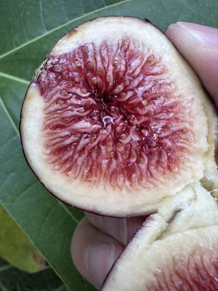 小果迷-种植爱好者交流互动平台