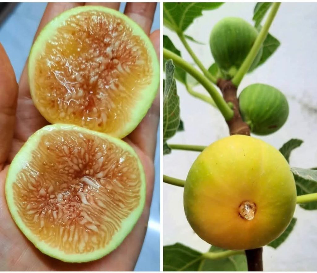 评论图片-小果迷