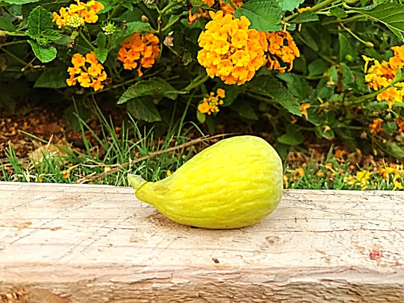 小果迷-种植爱好者交流互动平台