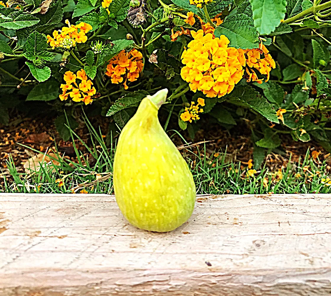 小果迷-种植爱好者交流互动平台