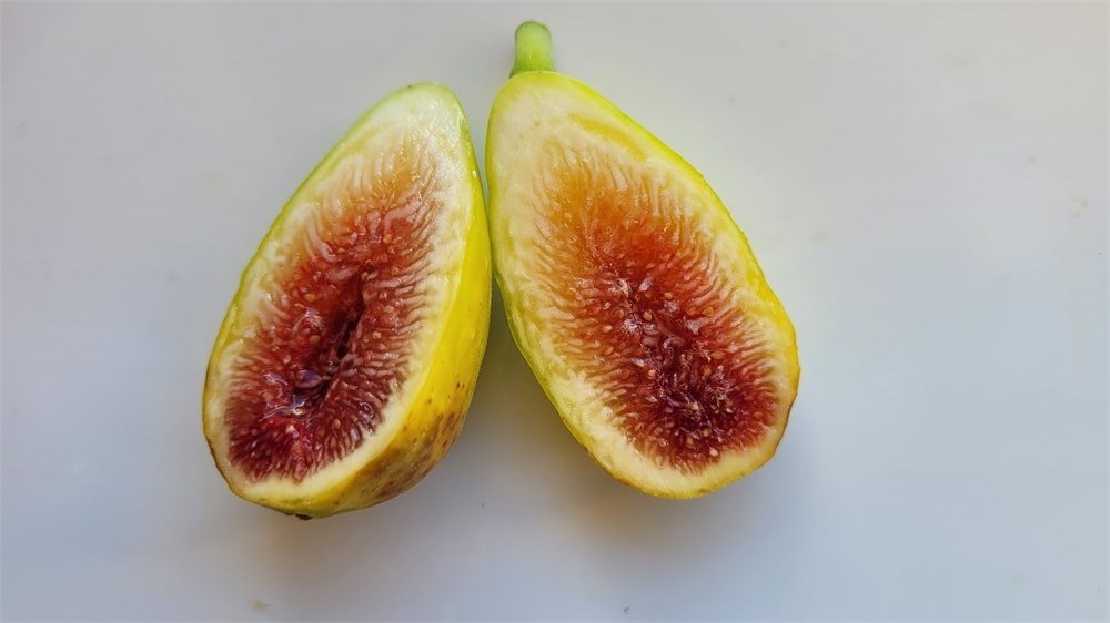 小果迷-种植爱好者交流互动平台